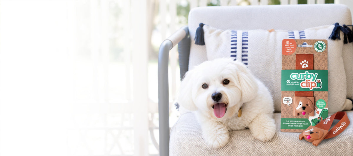 A small white dog sits on a light beige armchair next to a bag and treats of Curby Clip dog training products. The scene is brightly lit with a soft, blurred background.